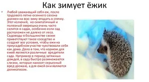 Таралежи зимен сън старинни елементи зимата и виждат, където може да прекарате зимната таралеж