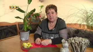 Стрелиция грижи у дома, снимки, видове