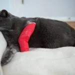 Гърчове при котки причини и лечение, какво да правя и дали преди смъртта си и след стерилизация в (CAT) Гърчове при котки причини и лечение, какво да правя и дали преди смъртта си и след стерилизация в