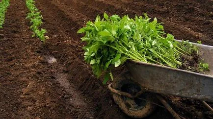 Домати Резултати характеристиките на съответния сорт и характеристики на култивиране
