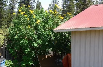 Teton снимка, отглеждане, засаждане и грижи