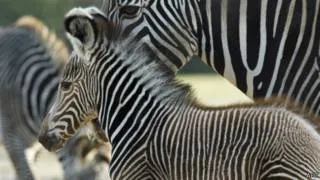 Учените са представили нова теория за това защо райета на зебра - Би Би Си руски услуги (учени) Учените са представили нова теория за това защо райета зебра - Би Би Си руски Service