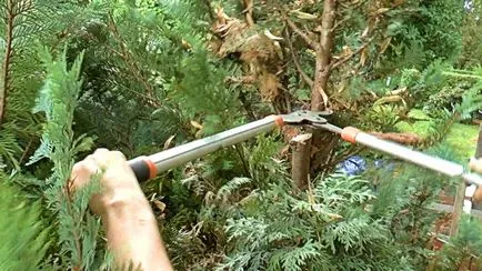 Occidentalis пролетта подрязване, образуване Thuja корона