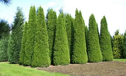 Occidentalis пролетта подрязване, образуване Thuja корона