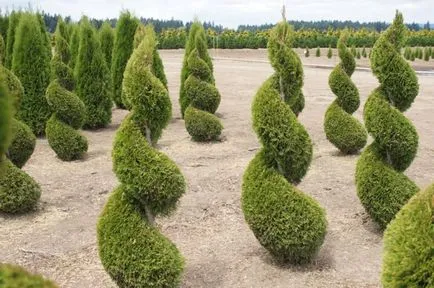 Occidentalis пролетта подрязване, образуване Thuja корона