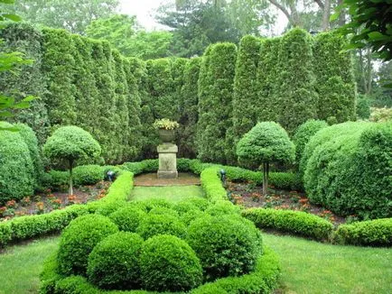 Occidentalis пролетта подрязване, образуване Thuja корона