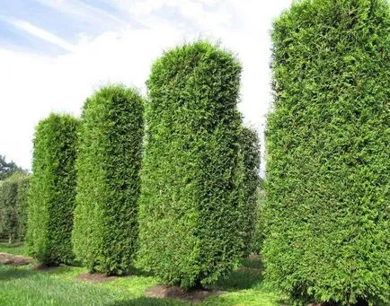 Occidentalis пролетта подрязване, образуване Thuja корона