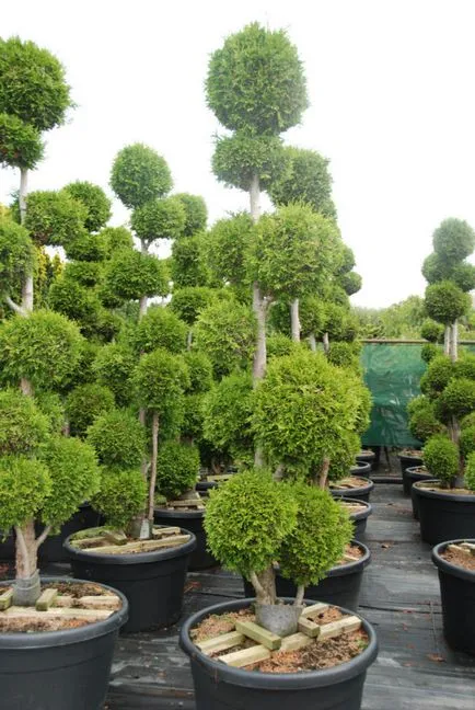 Occidentalis пролетта подрязване, образуване Thuja корона