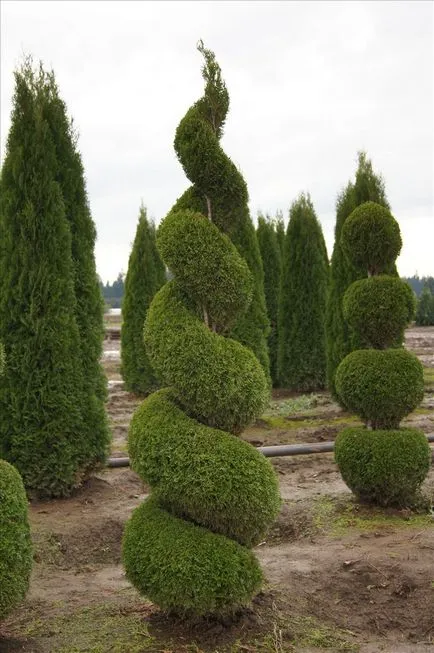 Occidentalis пролетта подрязване, образуване Thuja корона