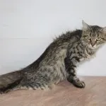 Котката подута долна устна причини и лечение на гърдата, на бузата, крака, че тя може да бъде и това, което
