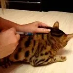 Тъпак котката от жегата, интрамускулно, снимка, холката в това как да се направи, как да убождане в мускула на бременността и