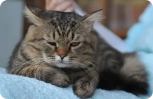 Котаракът подуване на лицето - причини и лечение