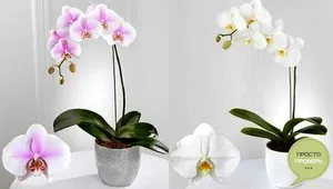 Грижа за Phalaenopsis орхидея у дома след пазаруване