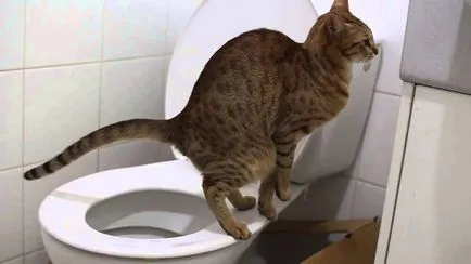 Грижа за котка в дома, храната, хранене, тоалетна, оформяне, разходки, как да се измие (котка) Грижа за котка в дома, храната, хранене, тоалетна, оформяне, разходки, как да се мият