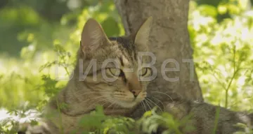 Избор на котката - кафяв секрет, вагинално кървене при котките