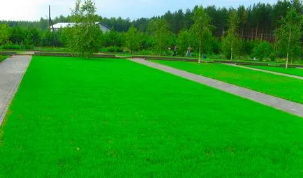 Видове подрязани зелени площи и не изискват косене, dachasadovnika