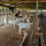 Отглеждане на овце у дома кошара за овце със собствените си ръце