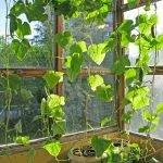 Отглеждане краставици на перваза на прозореца съвети и снимки