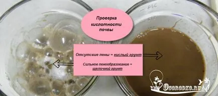 Отглеждане боровинки - засаждане и грижи правила