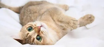 На каква възраст котките започват да 