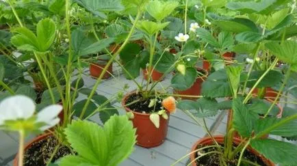 Hydroponic метод култивиране