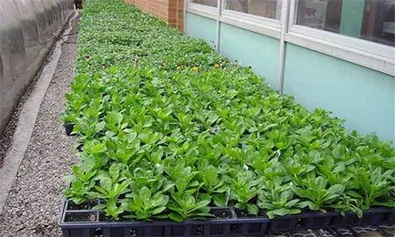 Отглеждане на разсад, тъй като изпълнението на бизнес-отглеждани продукти