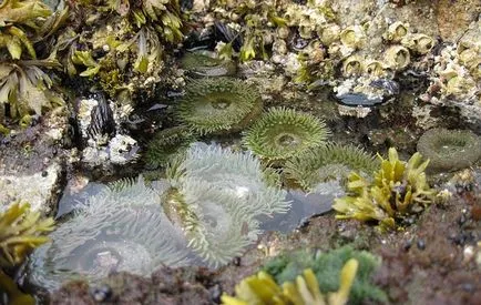 Водорасли тайна за отслабване у дома ефект, използването на ламинария водорасли