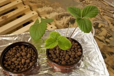 Hydroponic метод култивиране