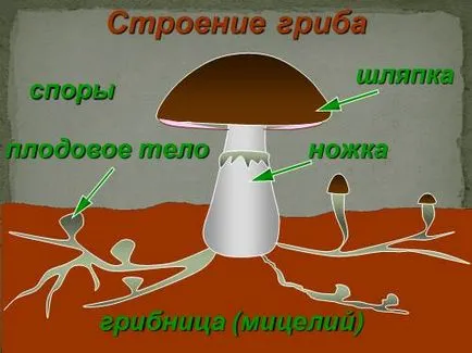 Гъби растат в градината особено се грижат за растенията в градината на собствените си ръце, снимка и (градина) Гъби растат в градината особено се грижат за растенията в градината на собствените си ръце, и снимки