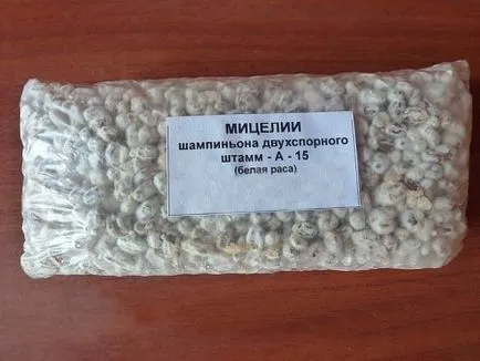 Отглеждане на гъби у дома, както и условията за бизнес