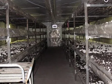 Отглеждане на гъби у дома за начинаещи видео