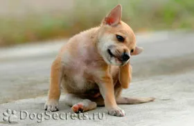 лечение въшки в кучета, снимки