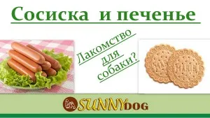 Вредни лакомства - бисквити за кучета и обучение куче