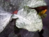 Пролет чесън - засаждане и грижи в открито отглеждането на полето на чесън от семена; Почистване и съхранение