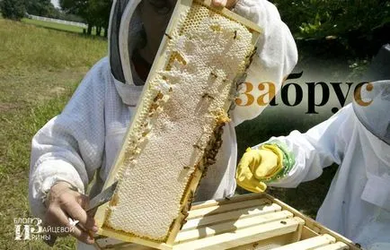 zabrus пчела