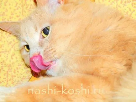 Език котка, всичко за котки