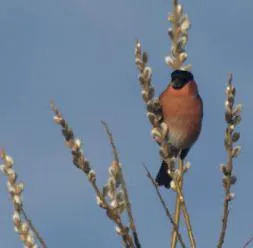 Vajon hol fly Bullfinches nyáron (nyár) Vajon hol a nyár légy Bullfinches