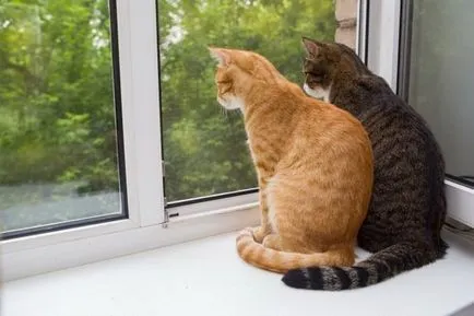 живота на котката в малък апартамент с няколко лесни стъпки за комфорт на домашен любимец