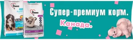 Фест избор за котки Фест избор за котки