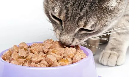 Рейтинг котешка храна Рейтинг котешка храна