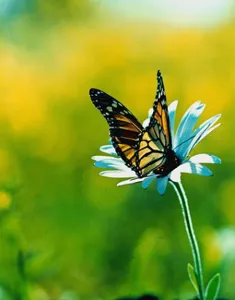 Butterfly е кой или какво