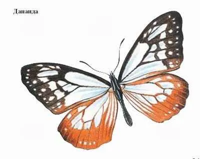 Butterfly е кой или какво