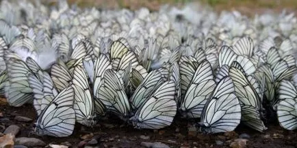 Butterfly е кой или какво