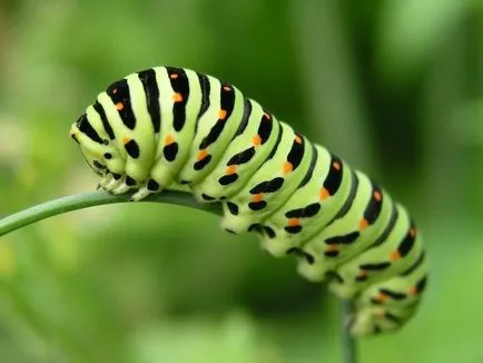 Butterfly е кой или какво