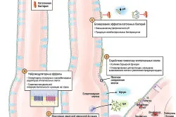 Какви са бифидобактерии и лактобацили