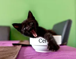 Как да се хранят на седмицата котенца