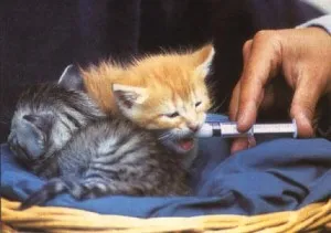 Как да се хранят на седмицата котенца