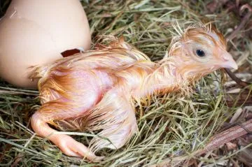 Хранене пилета кокошки Хранене пилета кокошки