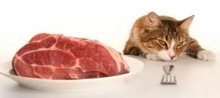 Какво яде котка
