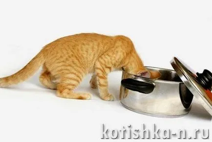 Какво яде котка Какво яде котка
